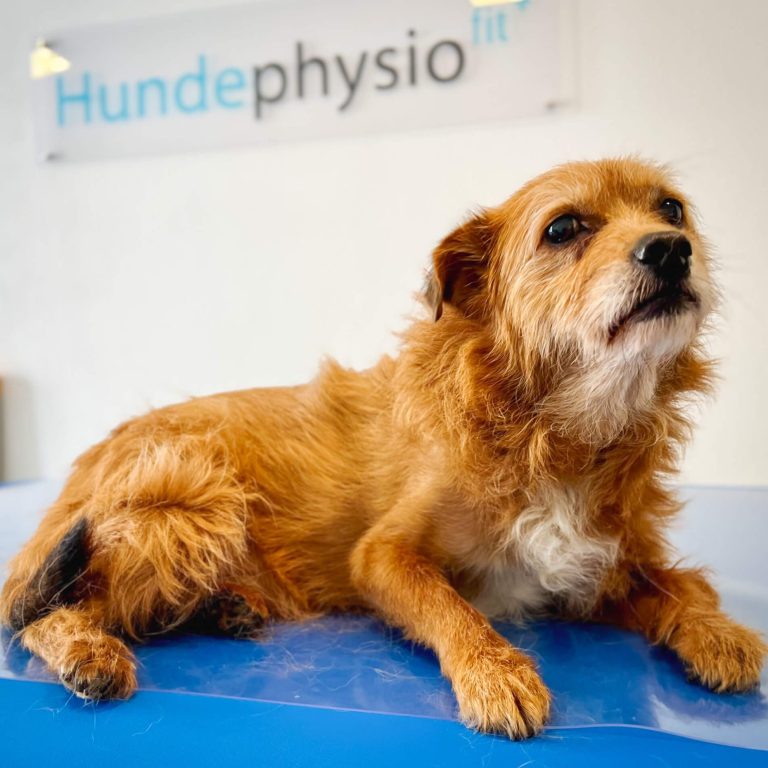 Brauner Hund liegt auf einer blauen Oberfläche in einer Physiotherapiepraxis.