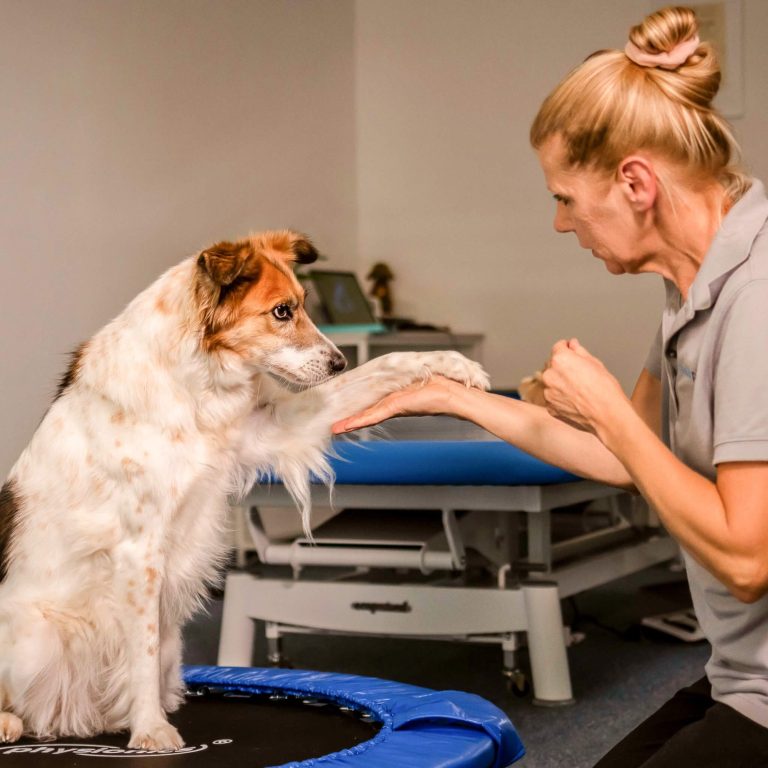 Eine Frau trainiert einen Hund mit einer Handbewegung in einem Praxisraum.