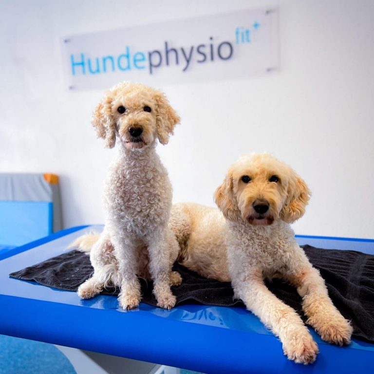Zwei Hunde auf einer Therapieliege bei Hundephysio Fitplus