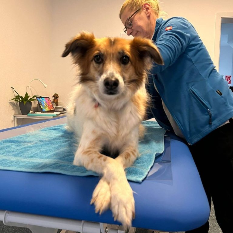 Welpenphysio Ein Toller Welpe sitzt auf einer Plattform und bekommt Leckerlis von einer Hand.