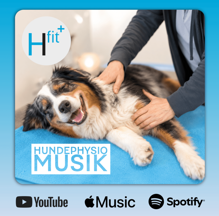 Ein entspannter Hund erhält eine Massage auf einem blauen Tisch.