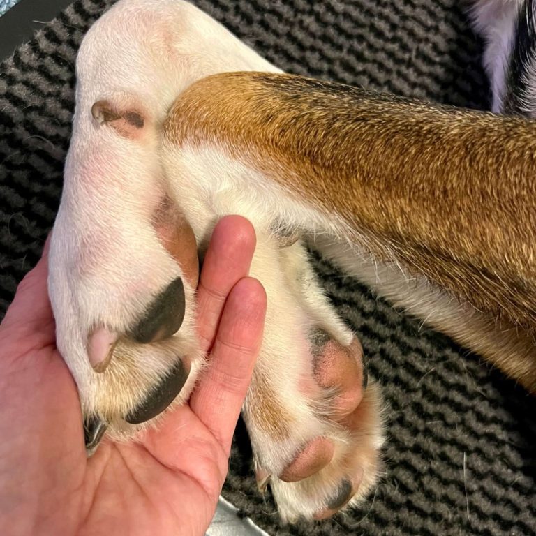 Fitness für Hunde Bunte Fitnessgeräte, darunter ein Fitbone, eine Trampolinbande und Trainingsmatten.
