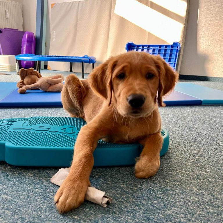 Ein liegender, brauner Labradorwelpe auf einer blauen Matte.